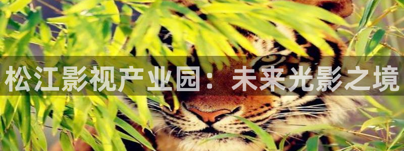 熊猫电影yy8y3免费观看高清b10300cc：松江影视产业园：未来光影之境